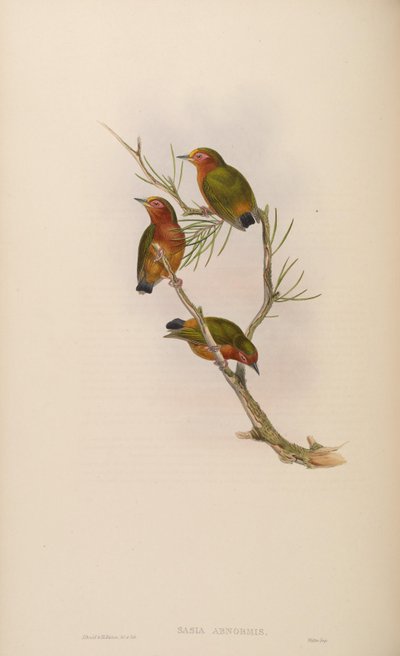 Sasia abnormis door John Gould